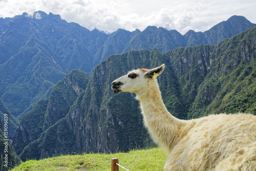 Llama in Machu Pichu © Peto