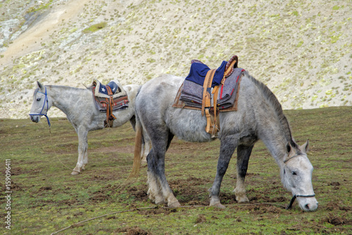 Rainbow Mountain Horse Ride © Peto