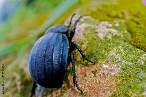 close-up black beetle photo