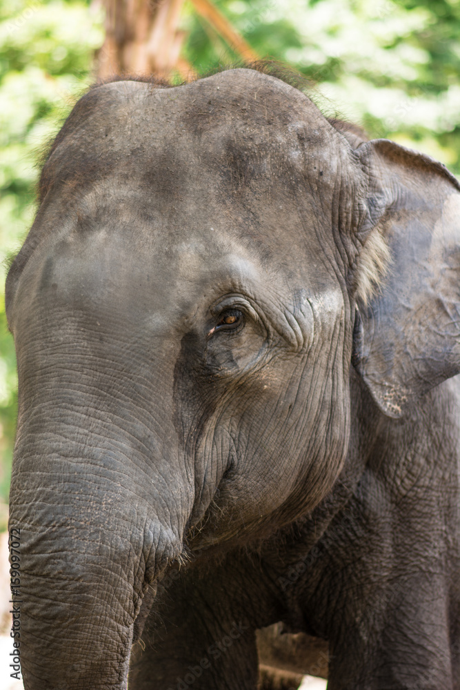 Fototapeta premium Asian elephant