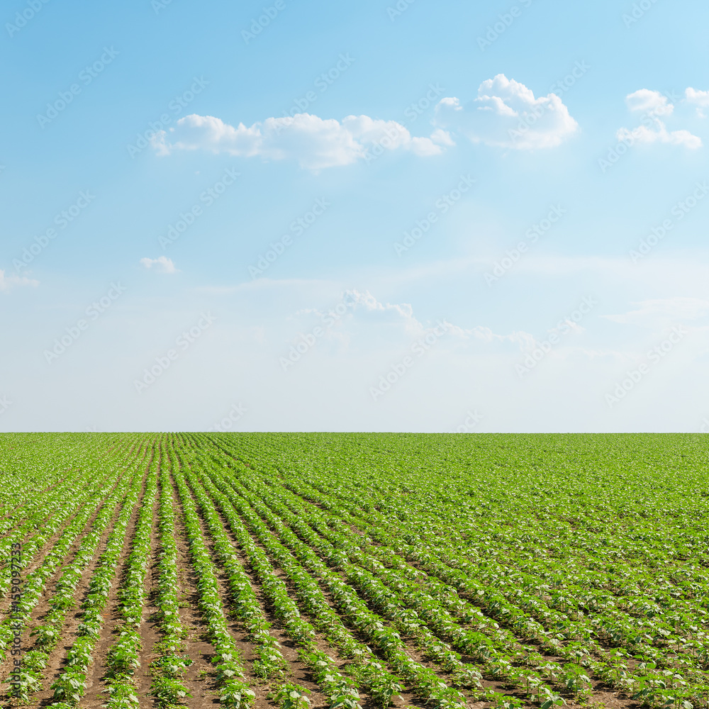 green sunflowers field and blue sky with clouds green sunflowers field and blue sky with clouds