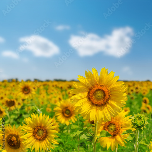 flower of sunflower on field. soft focus