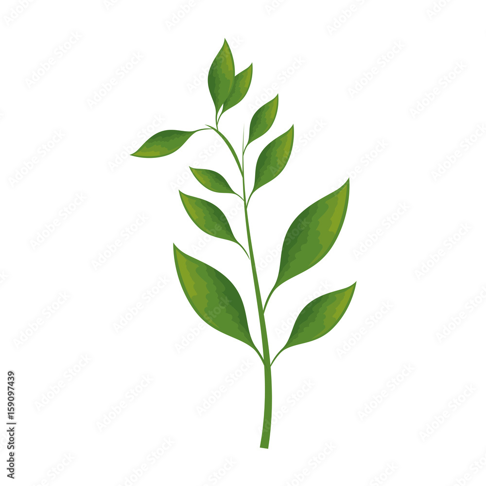 Obraz premium tropical leaves icon over white background colorful desing vector illustration