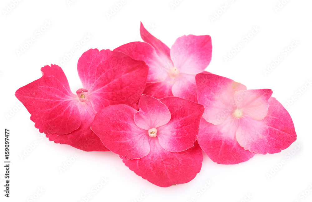 Beautiful pink hydrangea flowers on white background Beautiful pink hydrangea flowers on white background