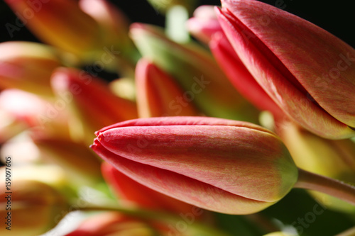 Beautiful tulip flowers  closeup