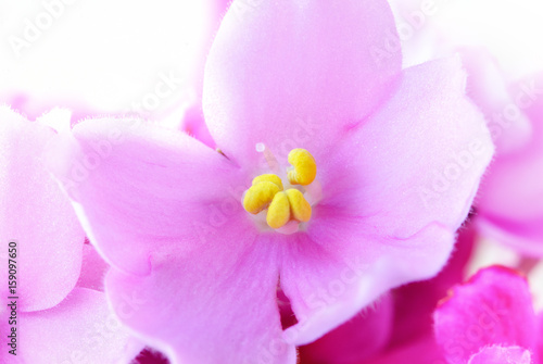 purple flower Macro