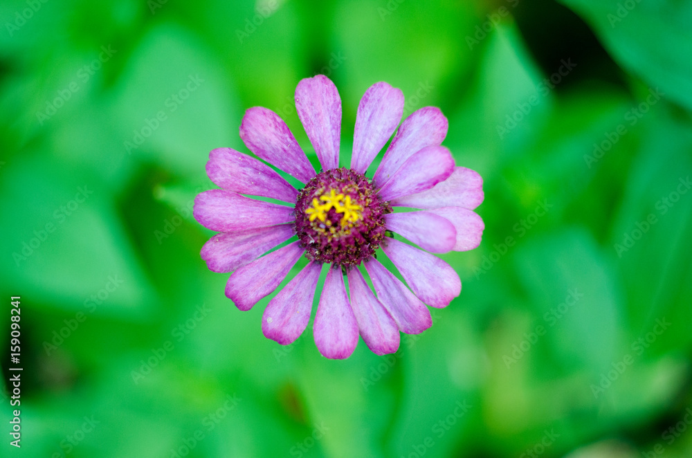 Close up of beautiful purple chrysanthemum flower with green background Close up of beautiful purple chrysanthemum flower with green background
