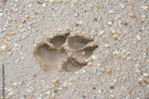 Fototapeta Naklejka Na Ścianę i Meble -  Tiger or Cat foot step on mud