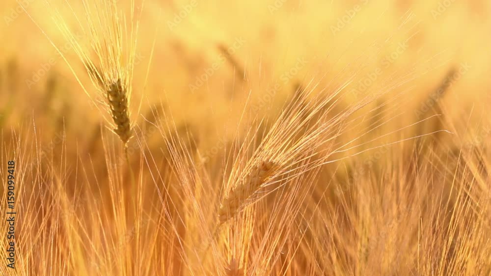 Amazing magic golden sunlight on field of wheat. Wheat crop sways on the field with golden sunlight closeup. Original high quality video. Amazing magic golden sunlight on field of wheat. Wheat crop sways on the field with golden sunlight closeup. Original high quality video.