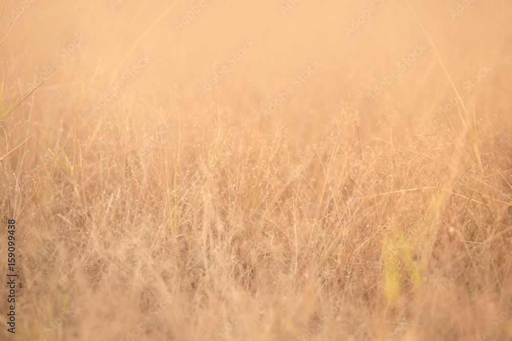Backlit evening dead grasses and weeds in a meadow in golden light Backlit evening dead grasses and weeds in a meadow in golden light