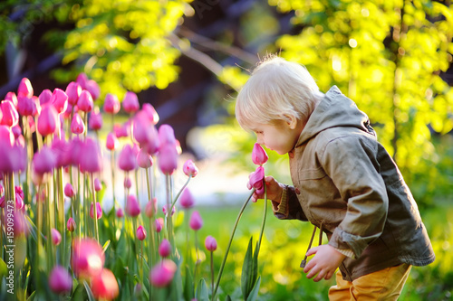Little boy smelling pink tulips in the garden at the spring or summer day