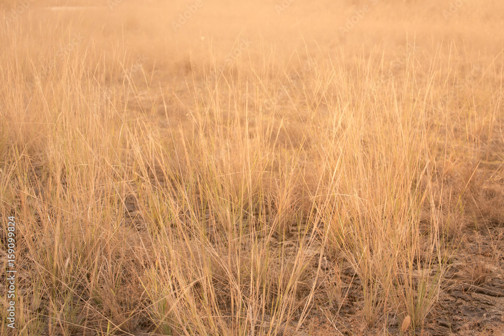 Backlit evening dead grasses and weeds in a meadow in golden light Backlit evening dead grasses and weeds in a meadow in golden light