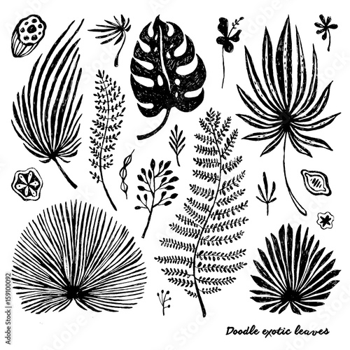 Set of black doodle exotic palm leaves on a white background. Vector botanica...
