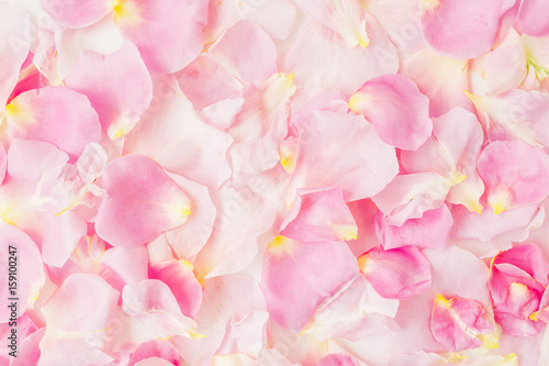 Pink rose petals. Flat lay  top view. Valentine s day background.