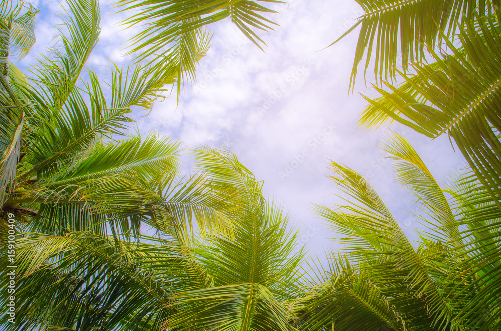 Fototapeta premium Palm trees against blue sky Palm tree at tropical coast vintage toned and stylized coconut tree