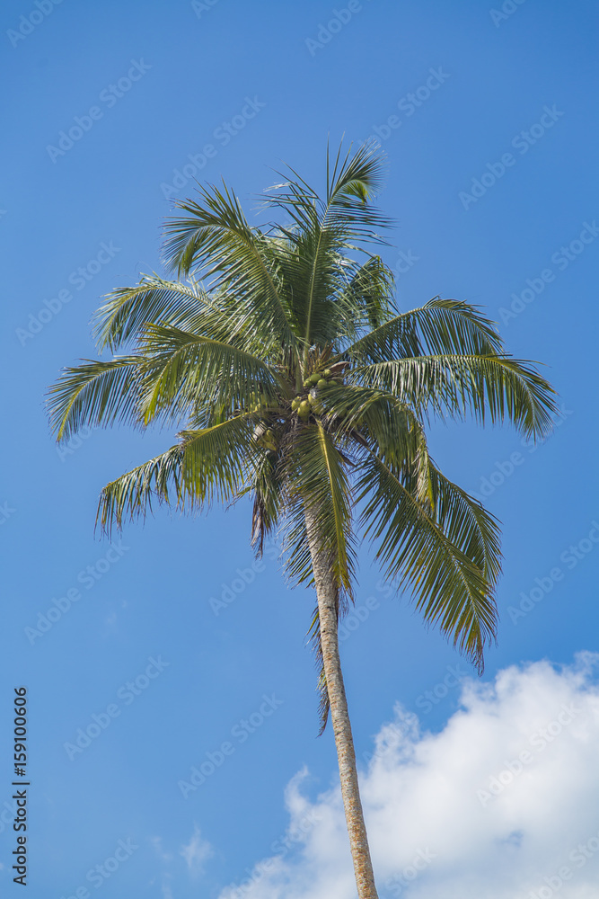 Palm on Mirissa beach in Sri Lanka