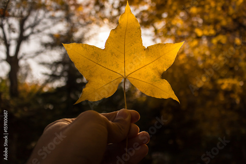 fall maple leaf on natural background