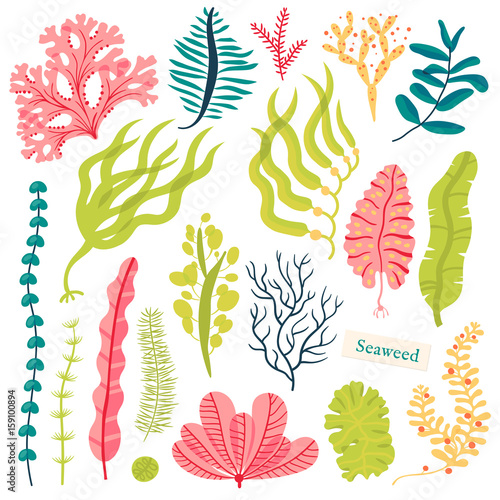 Sea plants and aquatic marine algae. Seaweed set vector illustration isolated on white.