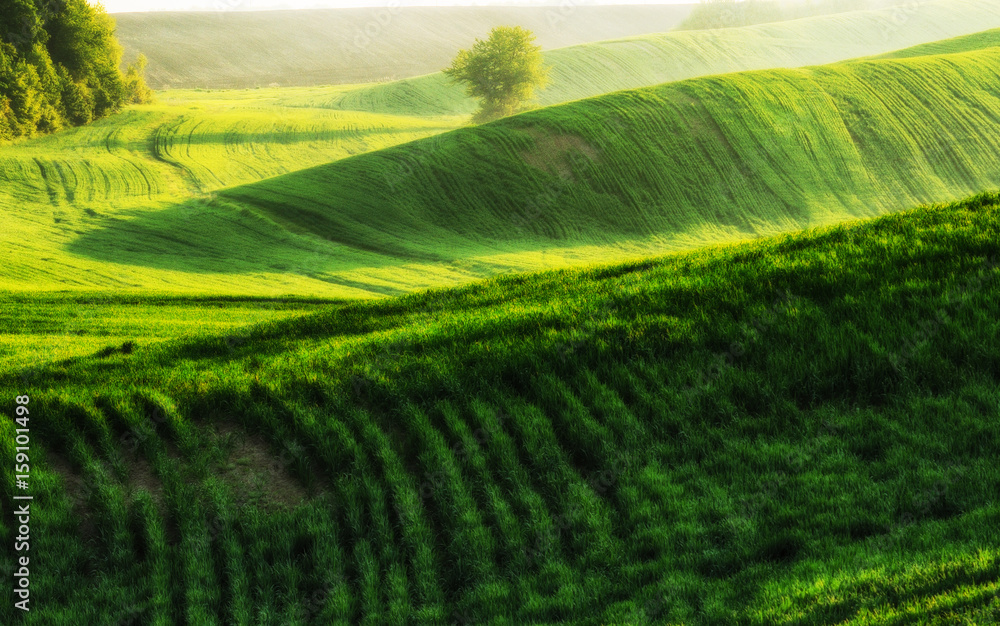 Green hilly field