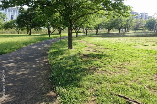 初夏の公園散歩