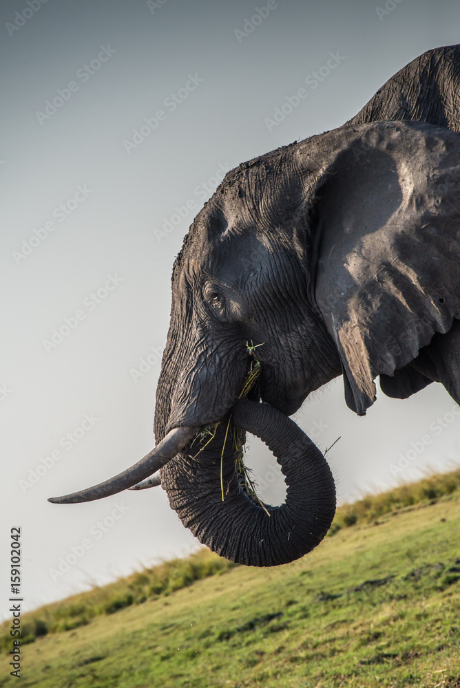 Fototapeta premium Elephant eating in Chobe National Park in Botswana
