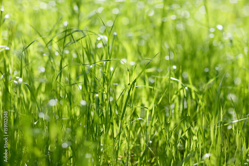 Green grass close-up. Sunny young green grass, close-up. Selective focus. It's good to use it as a background. 