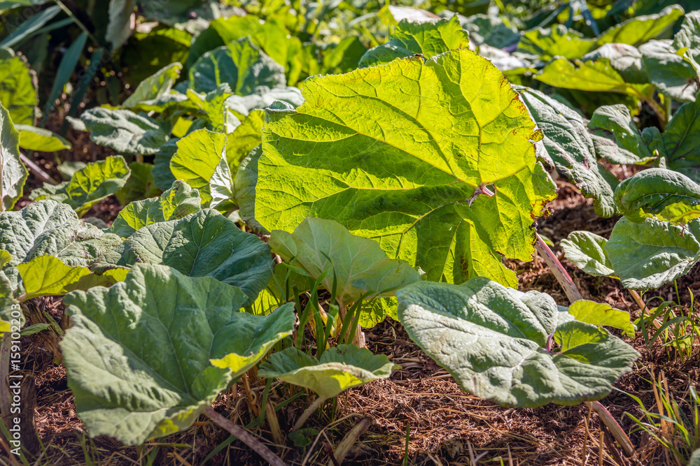 Large translucent butterbur leaves on a sunny day in spring Large translucent butterbur leaves on a sunny day in spring