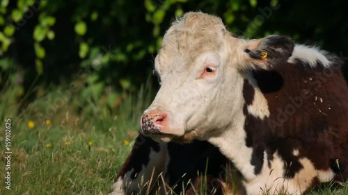 Holstein Friesian Cattle, Exmoor 