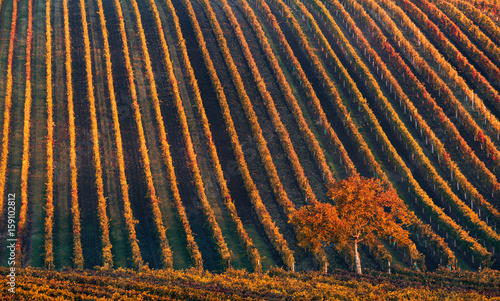 Line and Vine. A lonely autumn tree against the background of the geometric lines of autumn vineyards. Fantastic autumn landscape of the France. Beautiful landscape with grapes and apple-tree