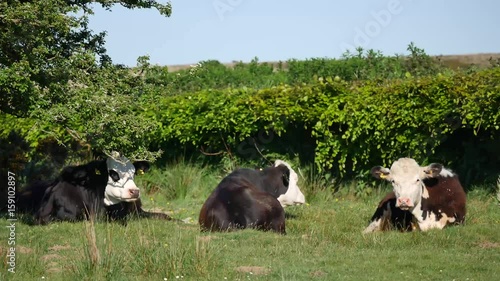 Holstein Friesian Cattle, Exmoor 
