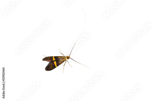 Longhorn moth (Adela degeerella) on a white background