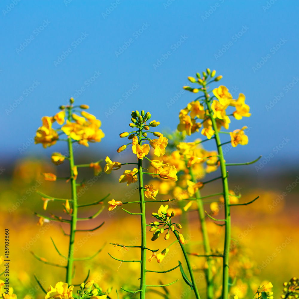 Obraz premium Rapeseed Field