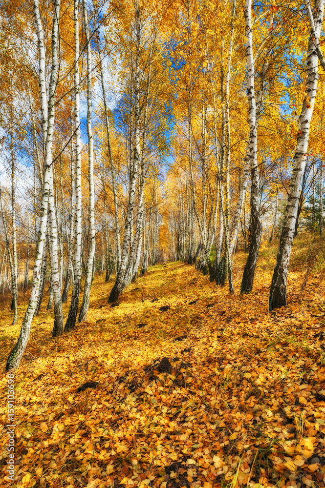 autumn forest. Autumn morning in the birch forest