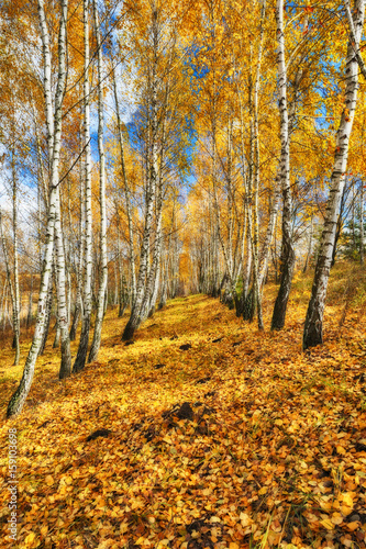 autumn forest. Autumn morning in the birch forest
