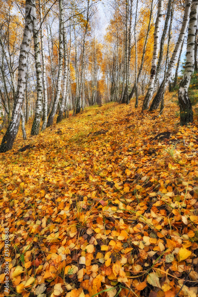 autumn forest. Autumn morning in the birch forest autumn forest. Autumn morning in the birch forest