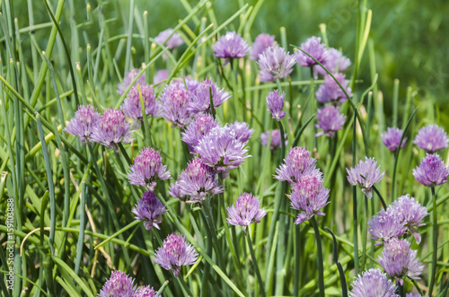 Beautiful flower decorative onion