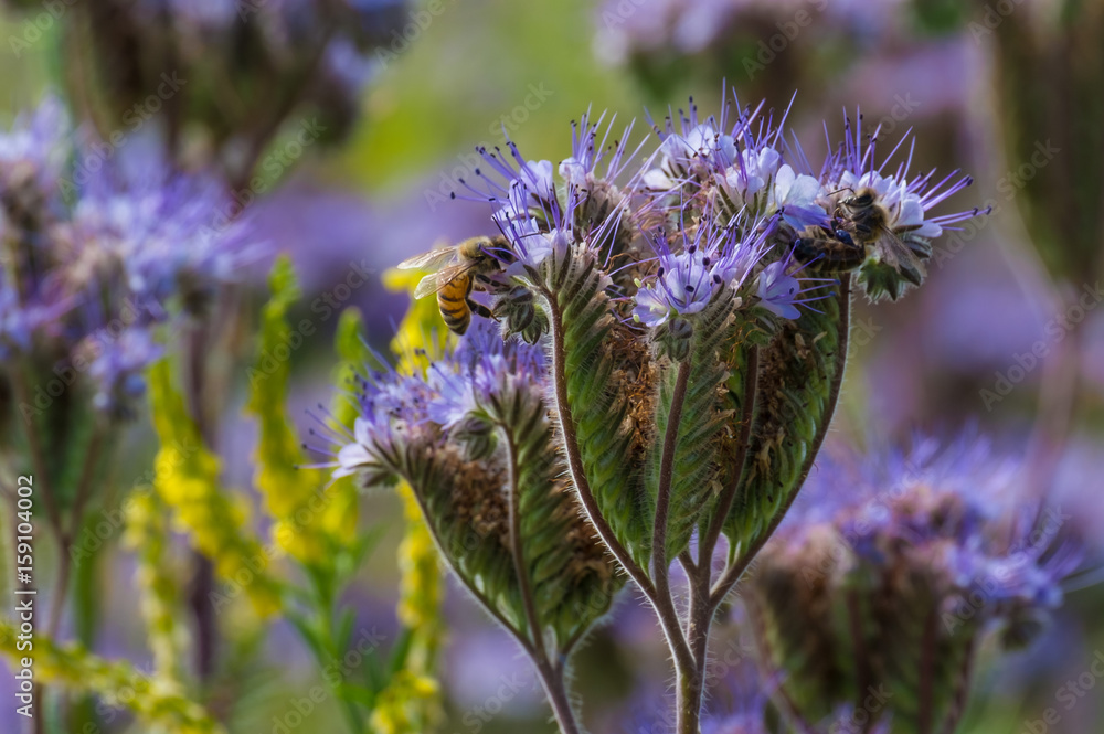 Fleur de phacélie à feuilles de tanaisie gros plan, avec des abeilles.