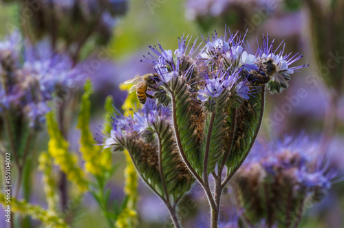 Obraz na płótnie Fleur de phacélie à feuilles de tanaisie gros plan, avec des abeilles. w salonie