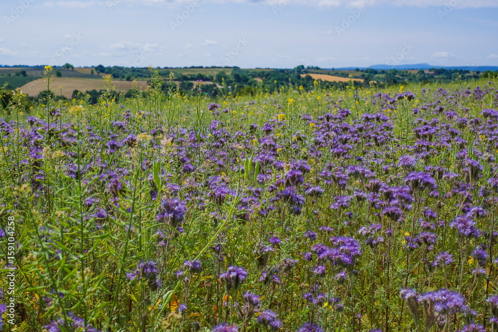 Champ de fleurs de phacélie à feuilles de tanaisie en Provence, France. Champ de fleurs de phacélie à feuilles de tanaisie en Provence, France.