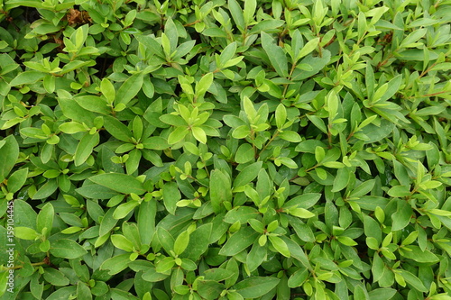 Wallpaper Mural 初夏の緑 Torontodigital.ca