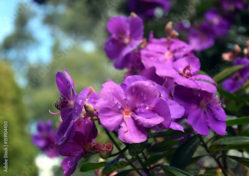 Purple flower with green leaves. Simple natural background with a detail of purple flowers.