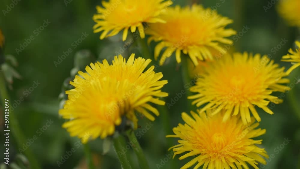 The yellow flowers of the dandelion swish in the wind. The yellow flowers of the dandelion swish in the wind.