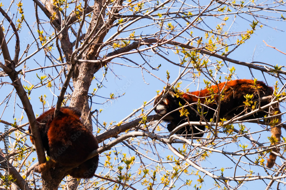 Obraz premium Red RIVER