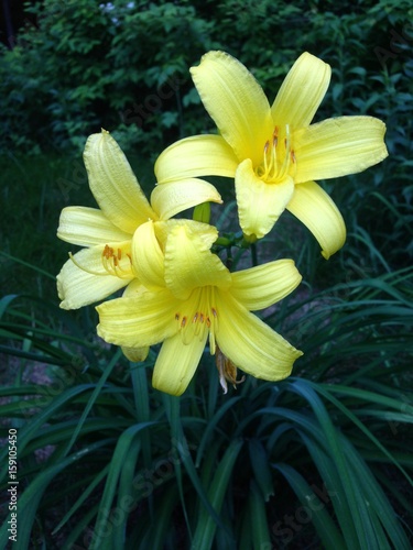 Yellow lillies