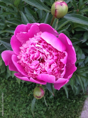 Pink Peony
