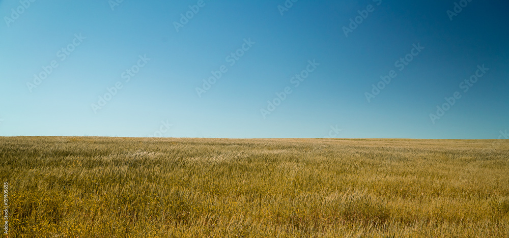 The field of ripe wheat in windy weather
