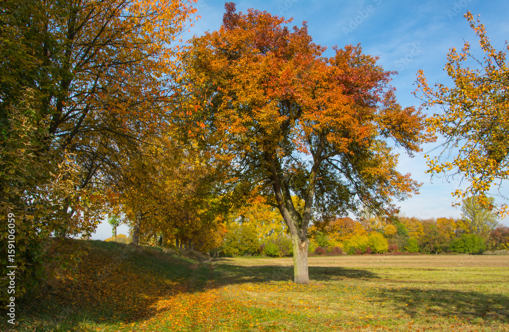 Baum im Herbst