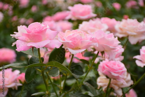 Pink roses in a garden © mailen