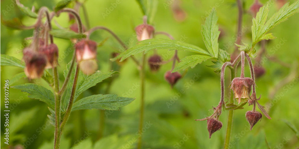 Unusual wild burgundy flower in the forest Unusual wild burgundy flower in the forest