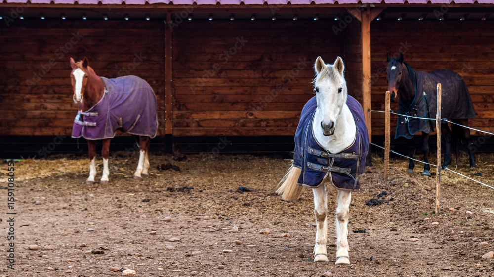 Naklejka premium chevaux avec manteaux et abris